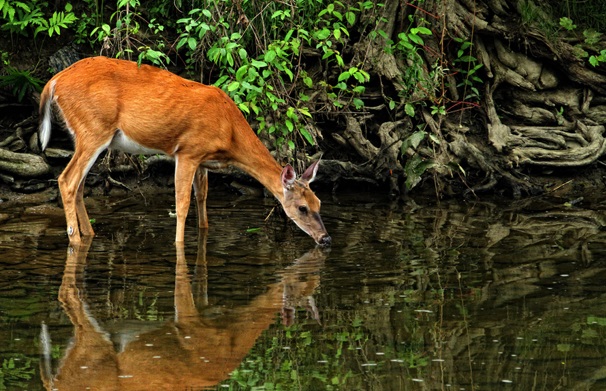 A corça é um animal que sente - Em Defesa Do Evangelho.