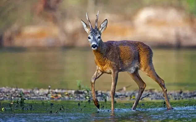 A corça é um animal que sente muita - CAMINHO ESTREITO