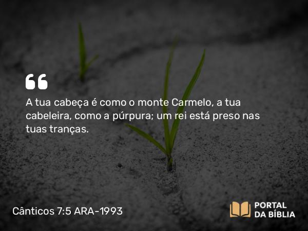 Cânticos 7:5 ARA-1993 - A tua cabeça é como o monte Carmelo, a tua cabeleira, como a púrpura; um rei está preso nas tuas tranças.