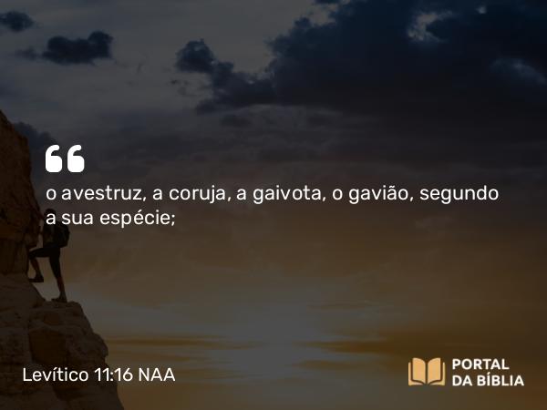 Levítico 11:16 NAA - o avestruz, a coruja, a gaivota, o gavião, segundo a sua espécie;