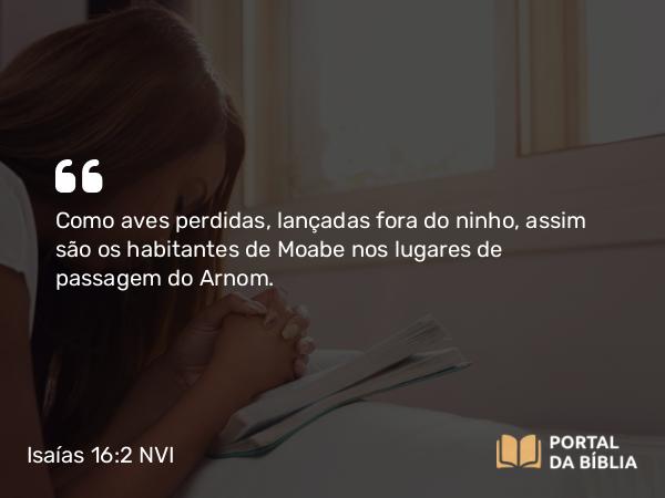 Isaías 16:2 NVI - Como aves perdidas, lançadas fora do ninho, assim são os habitantes de Moabe nos lugares de passagem do Arnom.