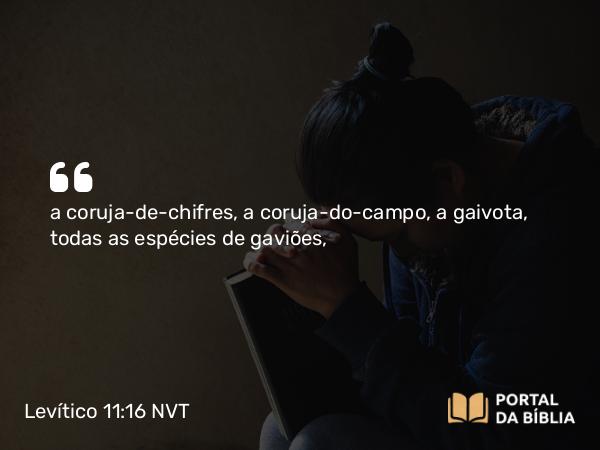 Levítico 11:16 NVT - a coruja-de-chifres, a coruja-do-campo, a gaivota, todas as espécies de gaviões,